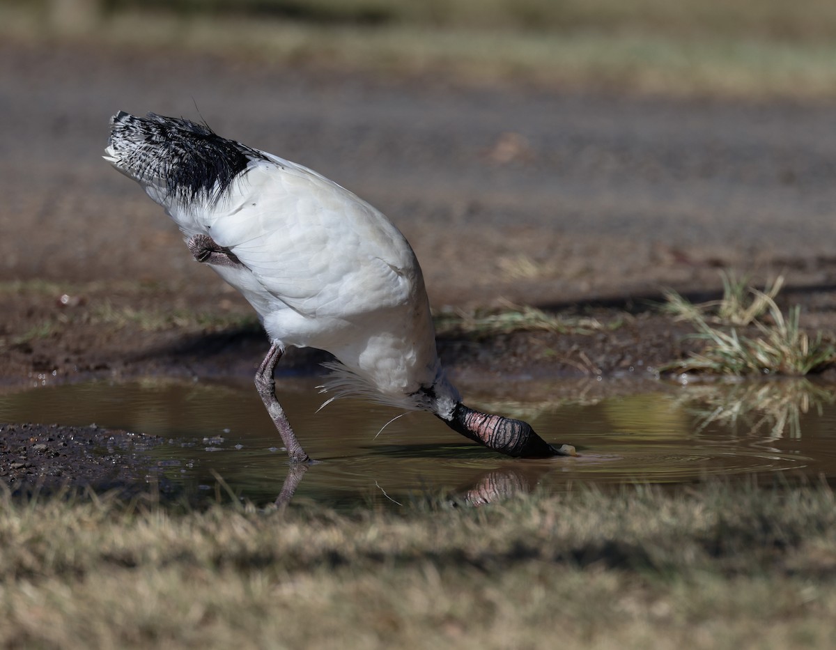 Australian Ibis - ML620817131