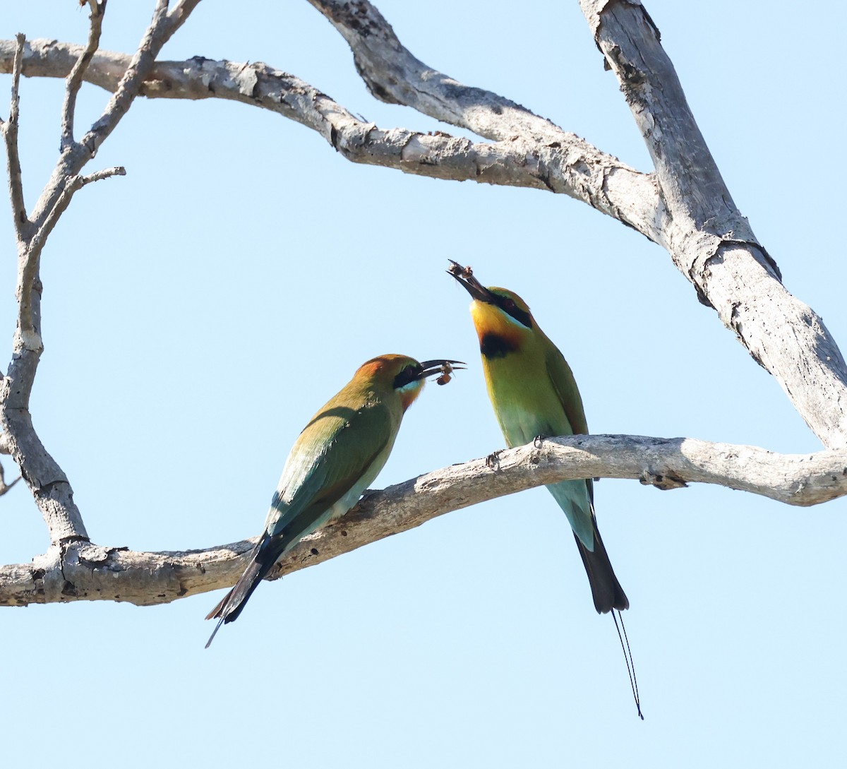Rainbow Bee-eater - ML620817133