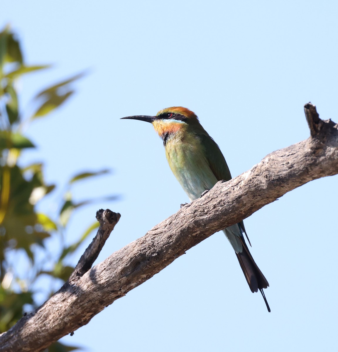 Rainbow Bee-eater - Luke sbeghen