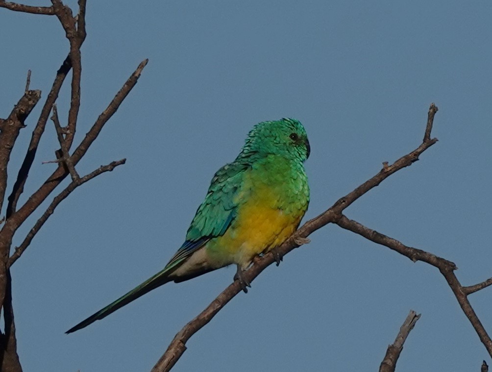 Red-rumped Parrot - ML620817137