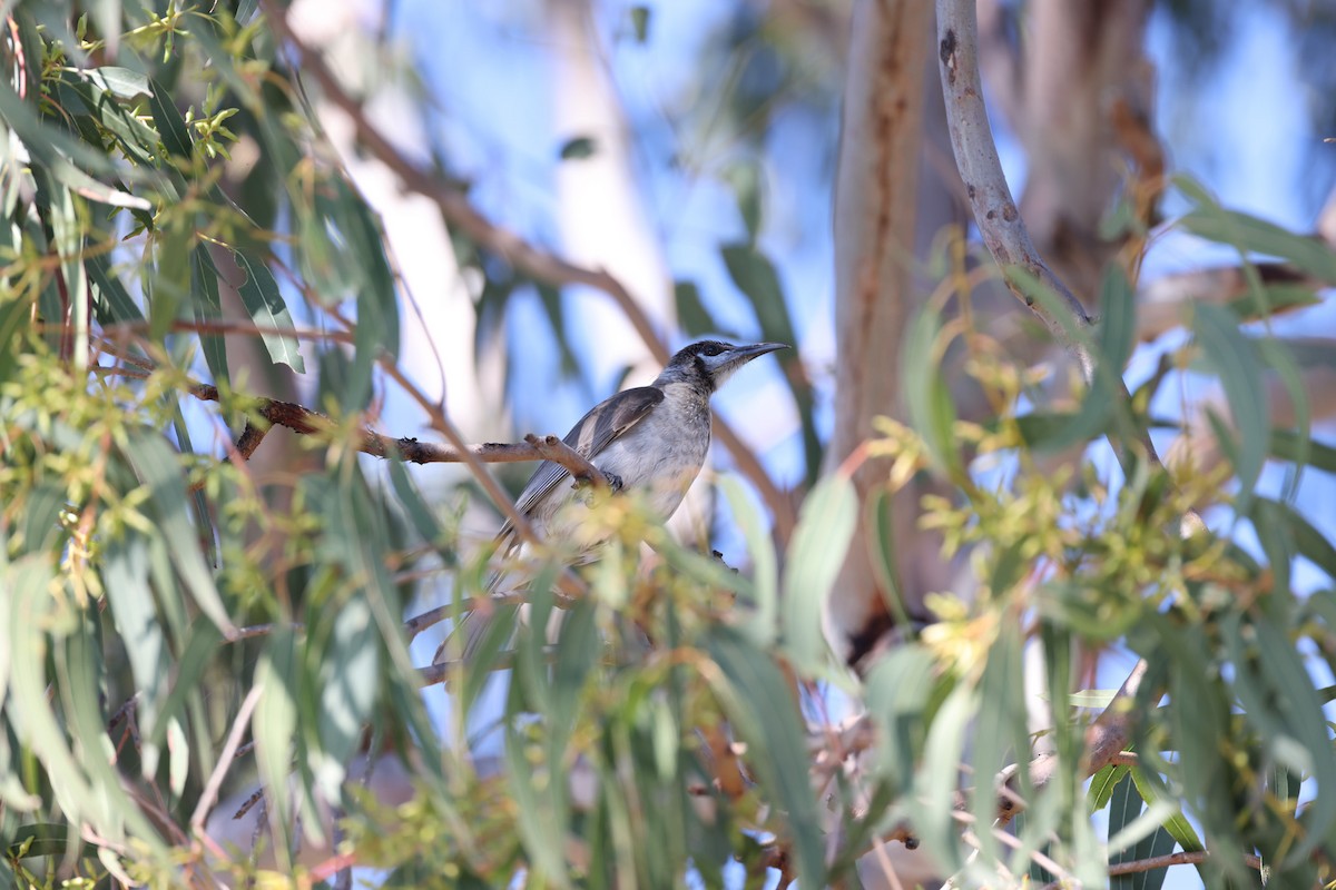 Little Friarbird - ML620817138