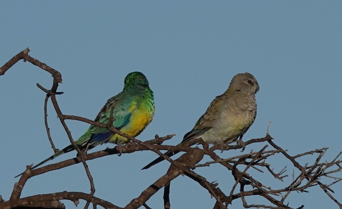 Red-rumped Parrot - ML620817139