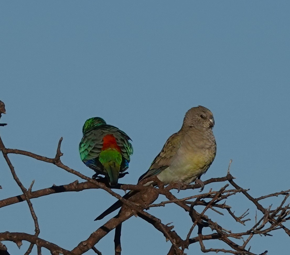 Red-rumped Parrot - ML620817142