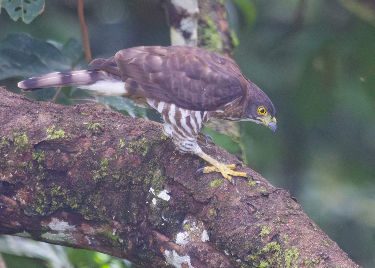 Crested Goshawk - ML620817143