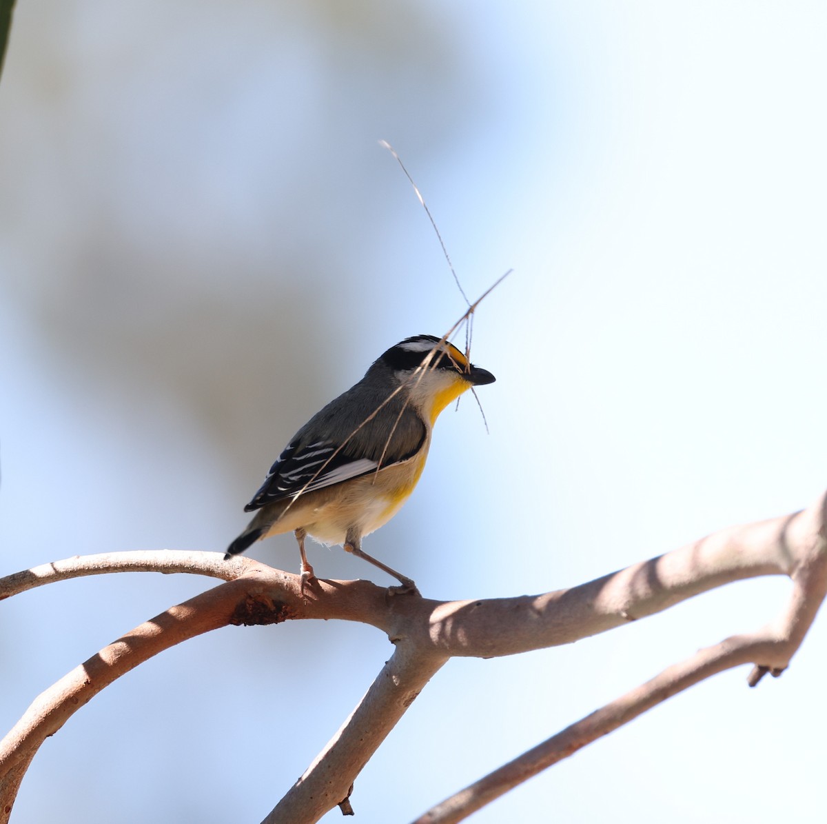 Streifenpanthervogel - ML620817147