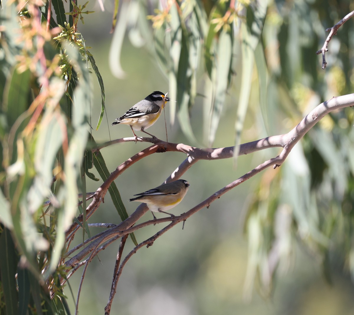 Streifenpanthervogel - ML620817148