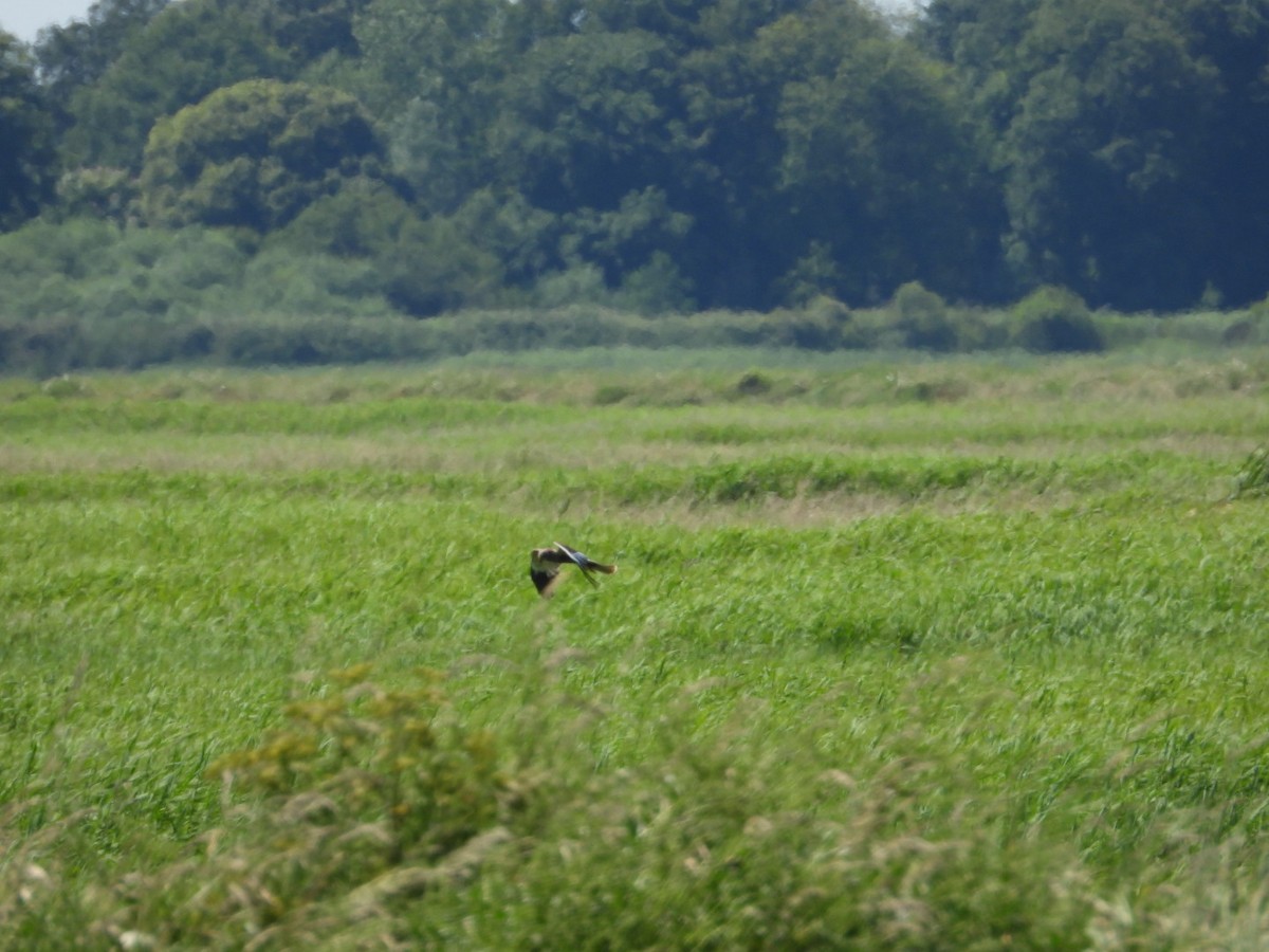 Western Marsh Harrier - ML620817152