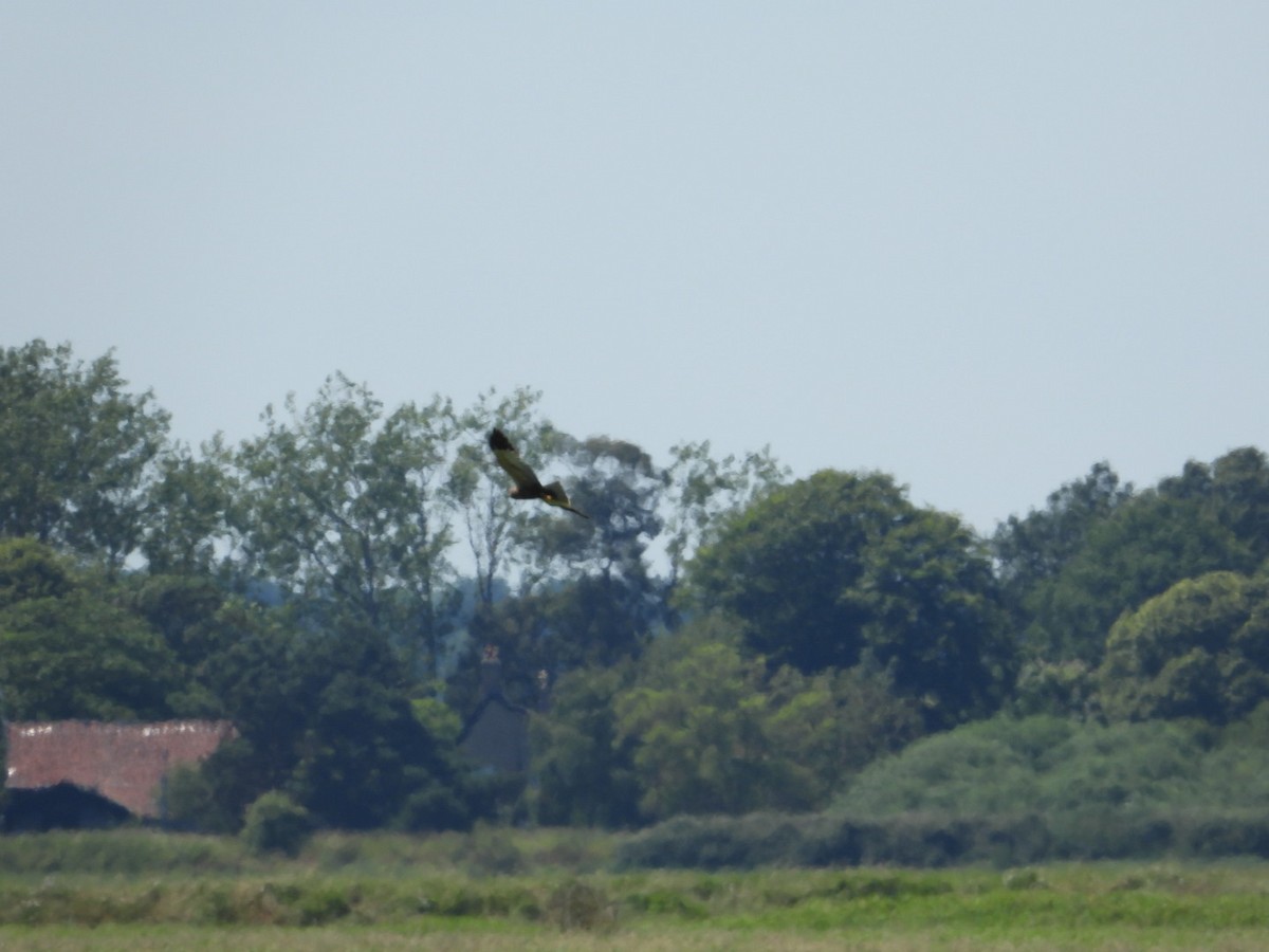 Western Marsh Harrier - ML620817153