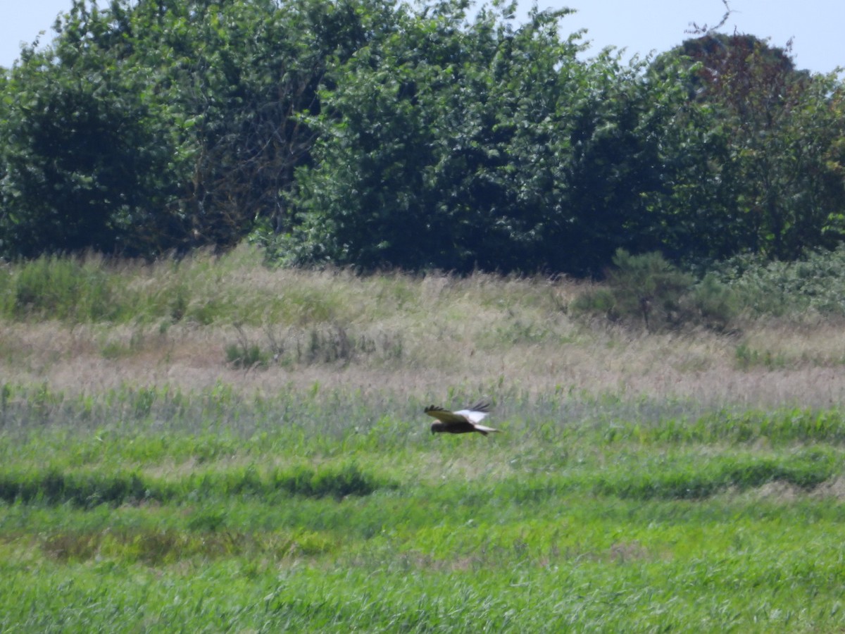 Western Marsh Harrier - ML620817154