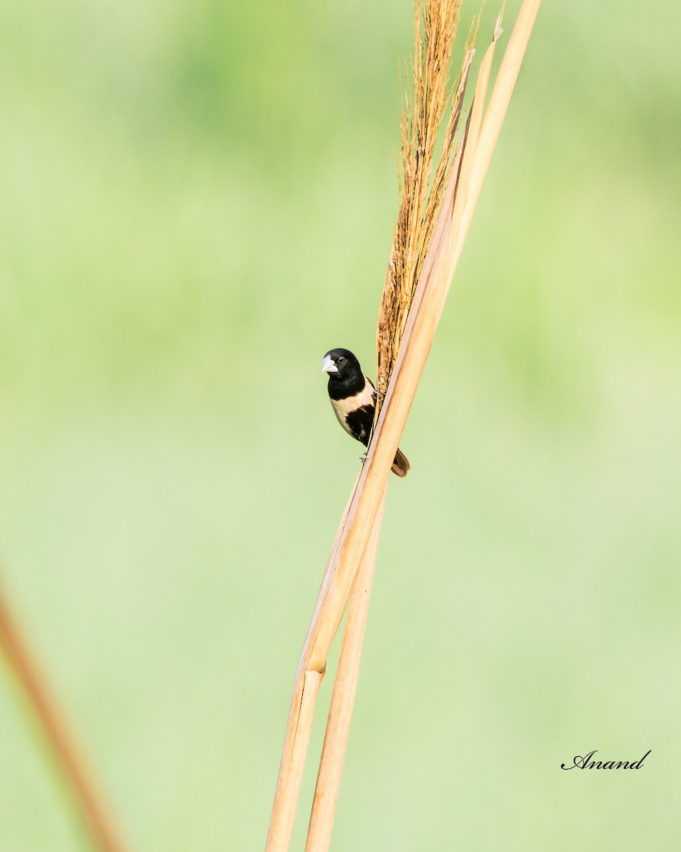 Tricolored Munia - ML620817163