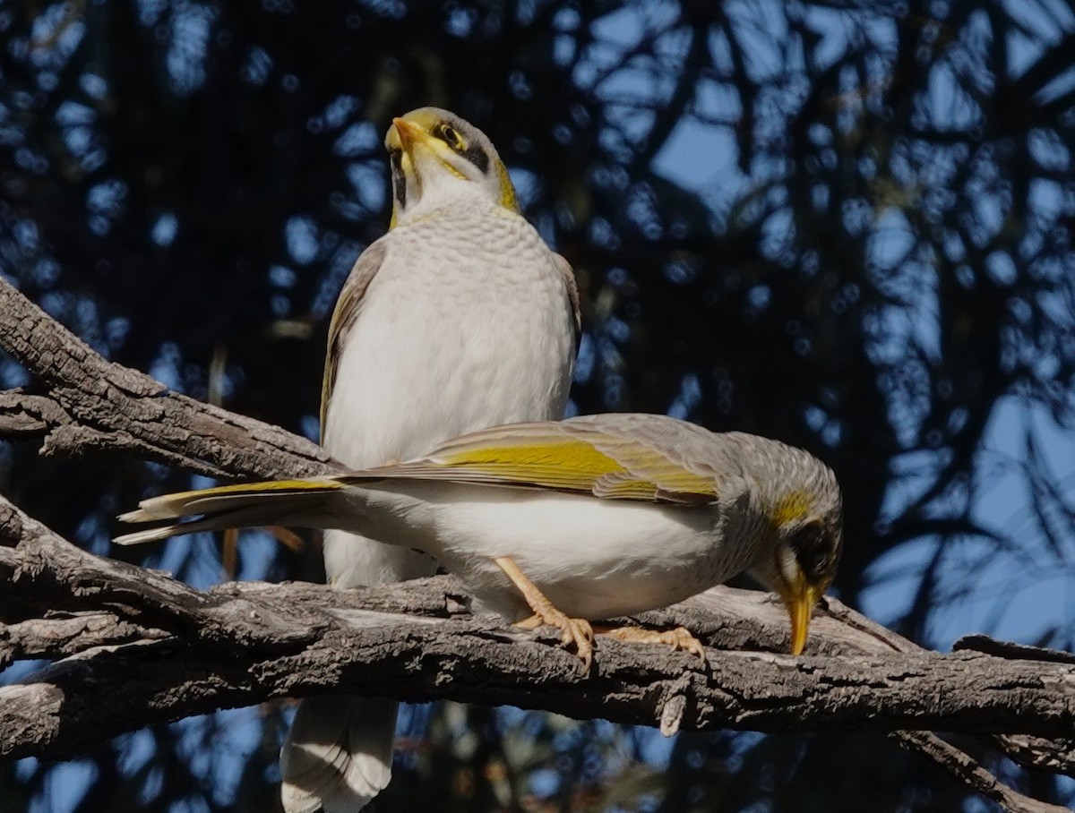 Yellow-throated Miner - Frank Burch