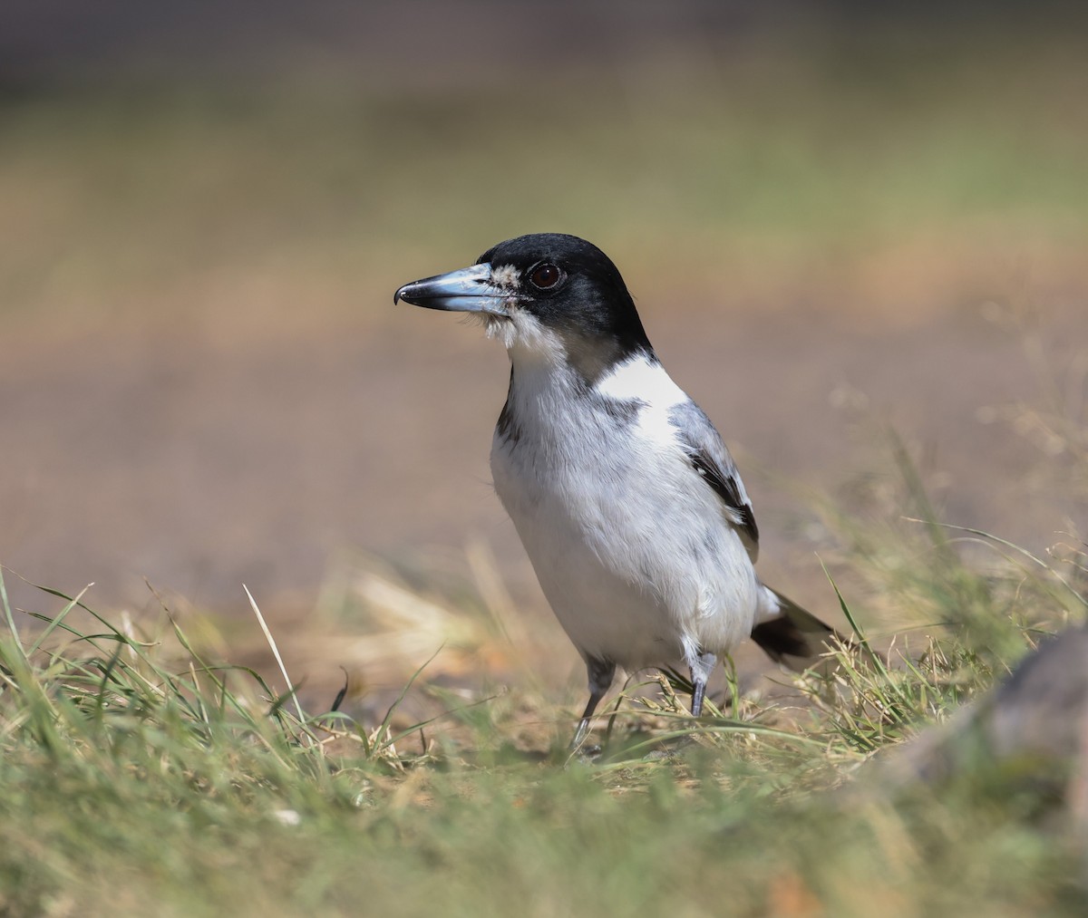 Gray Butcherbird - ML620817165