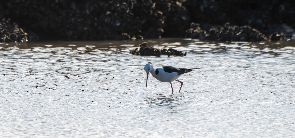 Pied Stilt - Gordon Arthur