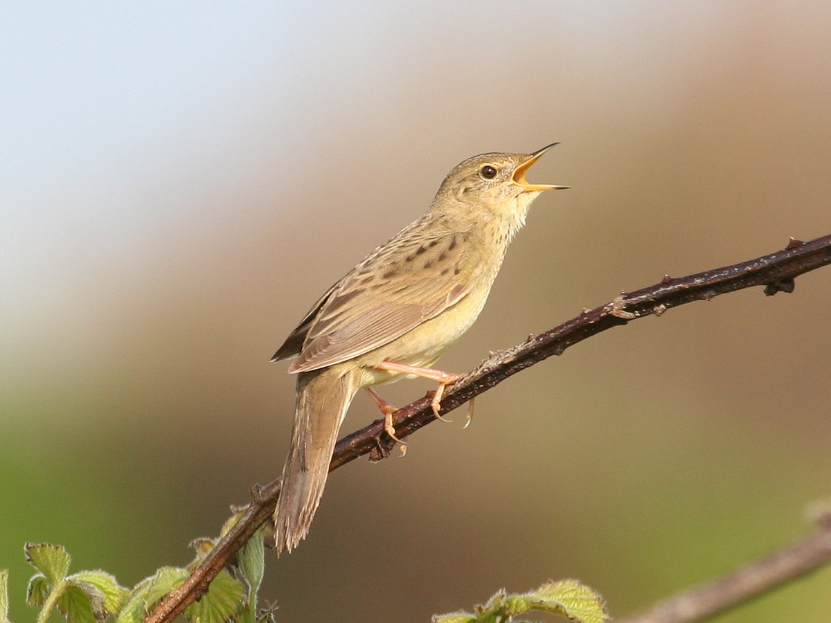 Common Grasshopper Warbler - ML620817168