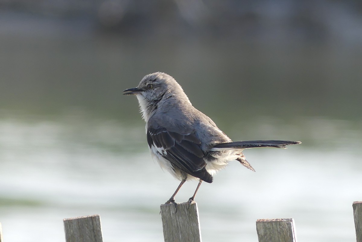 Northern Mockingbird - ML620817170