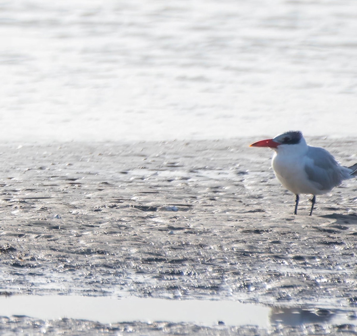 Caspian Tern - ML620817174