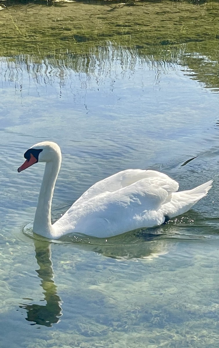 Mute Swan - ML620817175