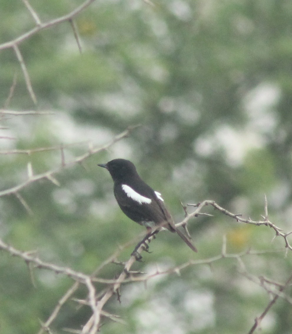 Pied Bushchat - ML620817176