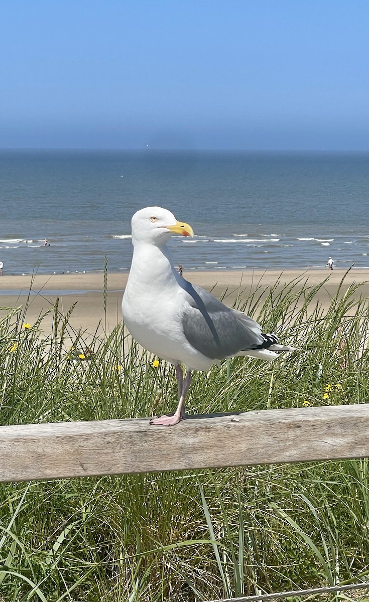 Gaviota Argéntea - ML620817178