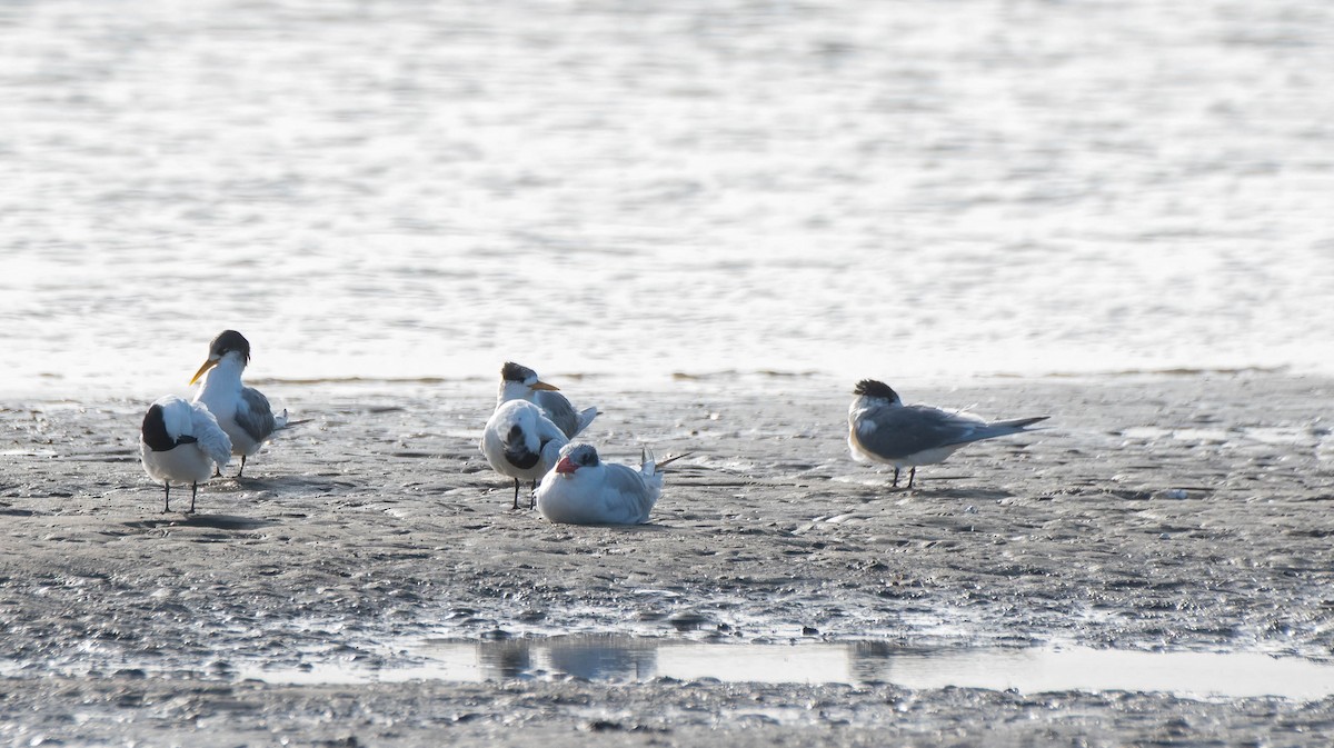 Great Crested Tern - ML620817179