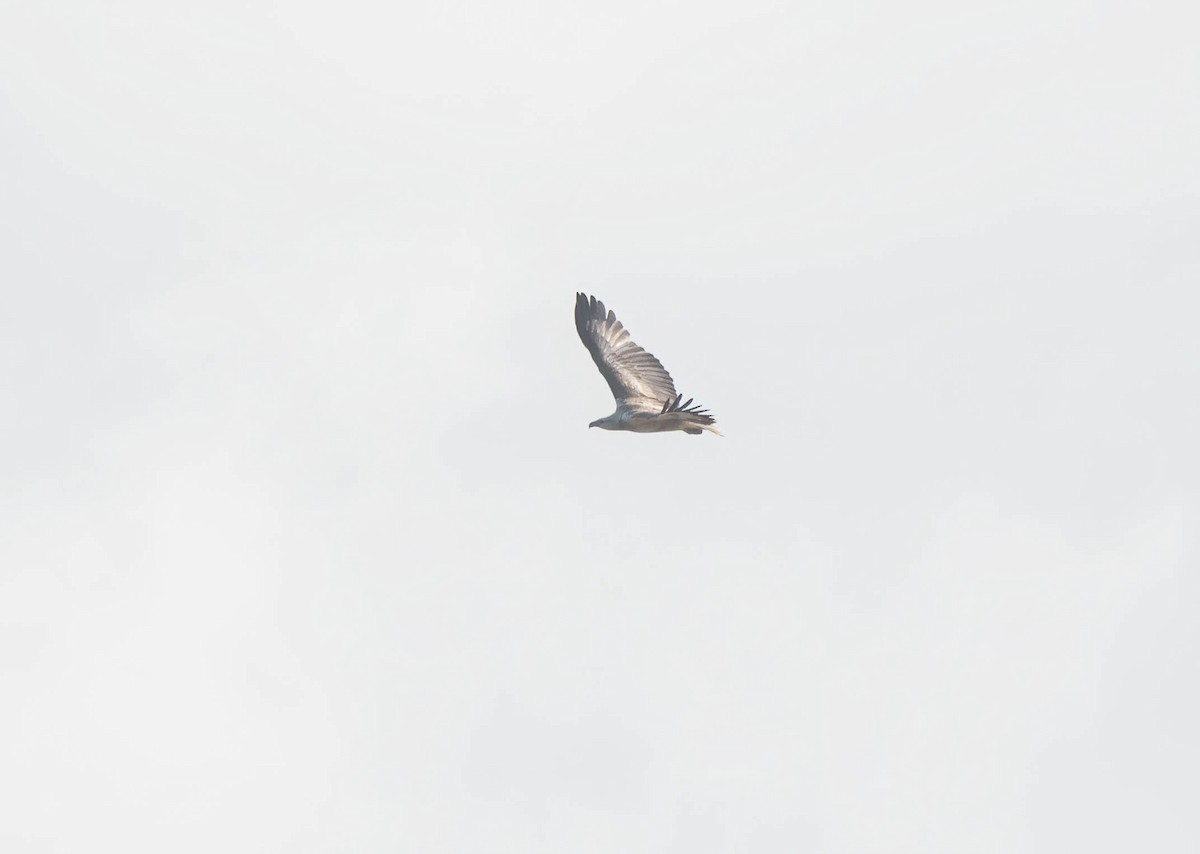 White-bellied Sea-Eagle - ML620817184