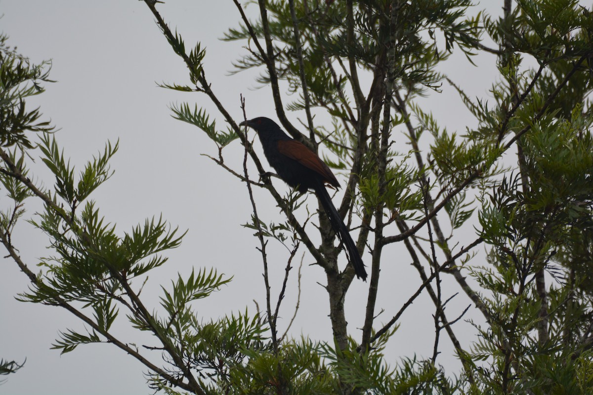 Greater Coucal - ML620817185