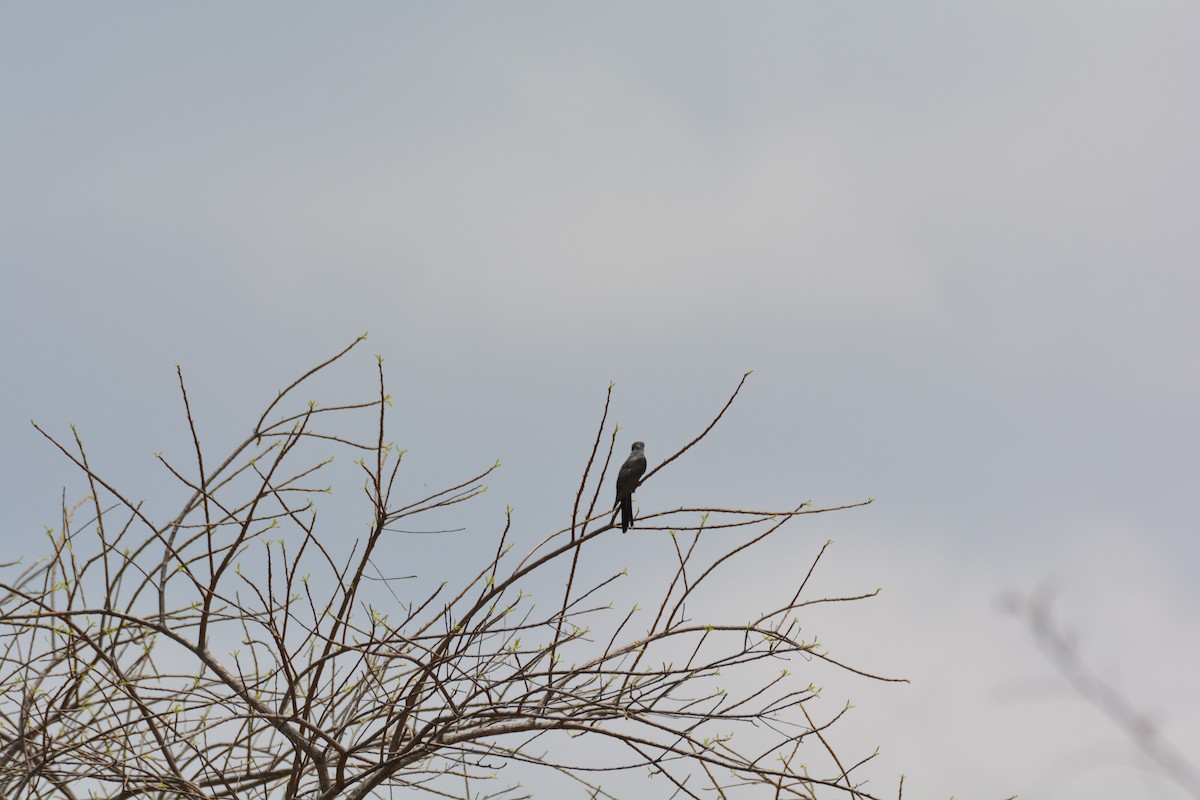Common Hawk-Cuckoo - ML620817188