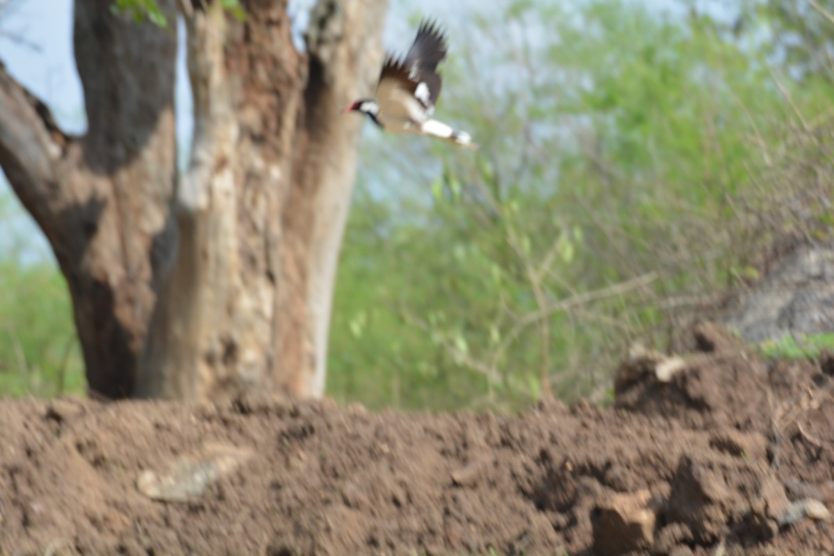 Red-wattled Lapwing - ML620817192