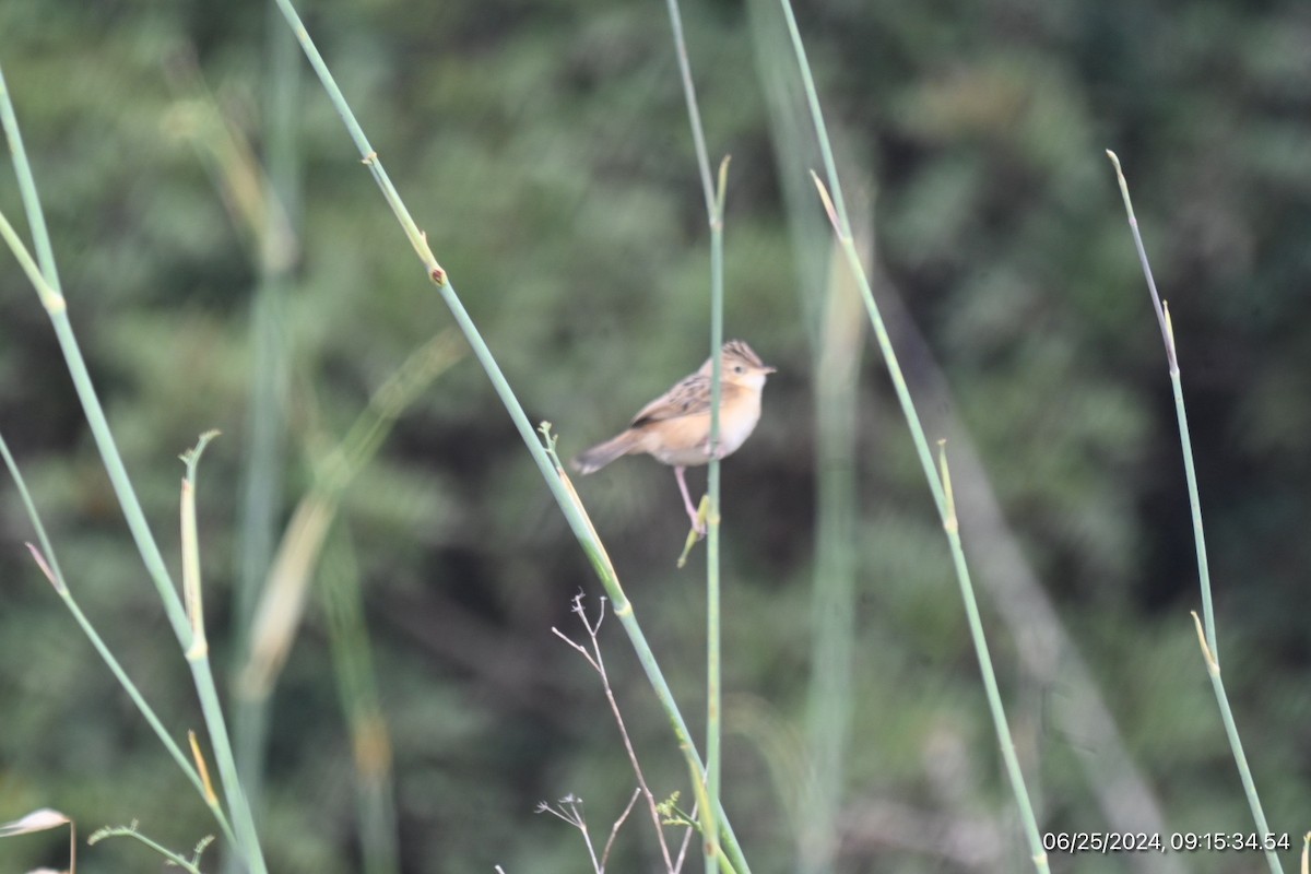 Zitting Cisticola - ML620817196