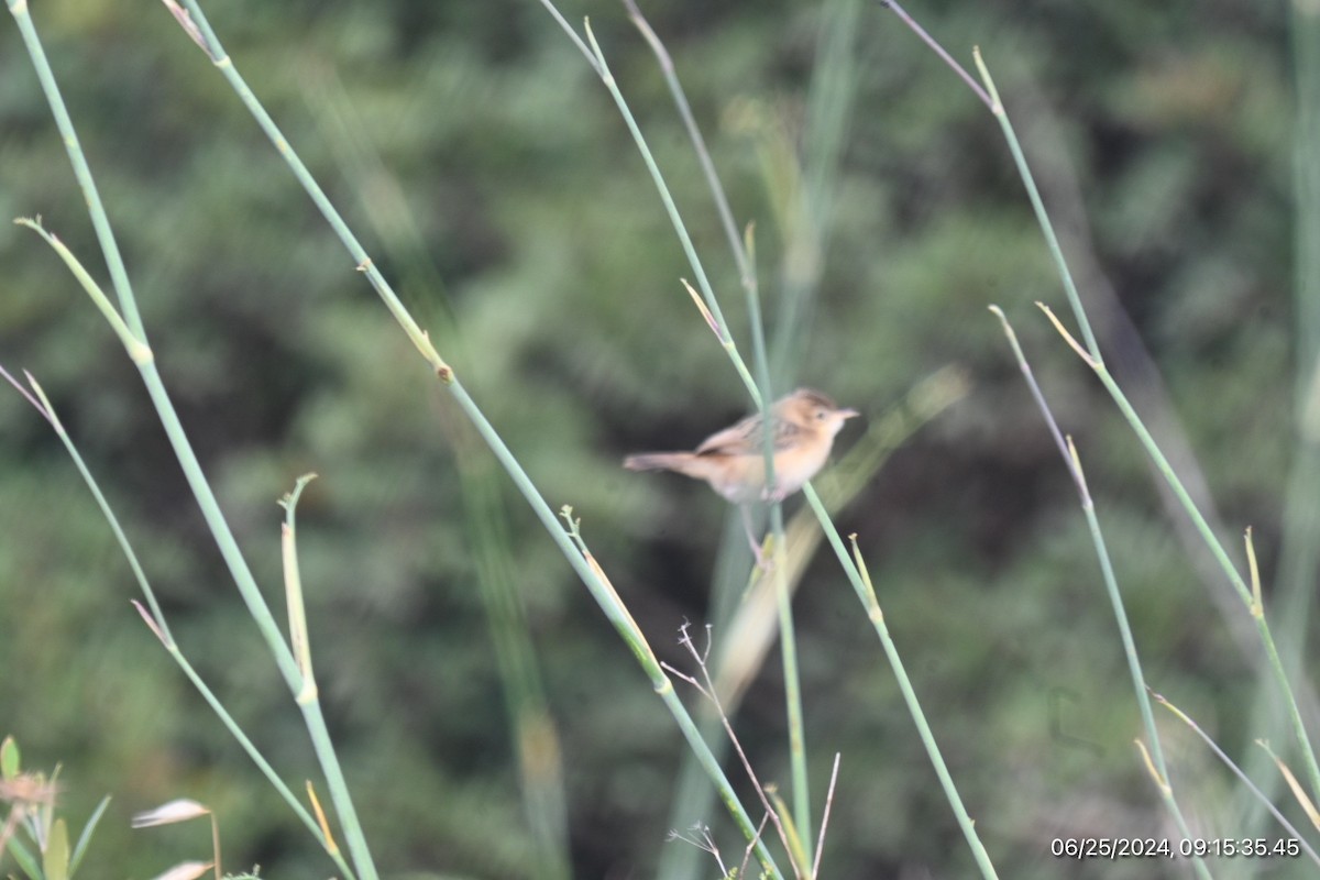 Zitting Cisticola - ML620817198