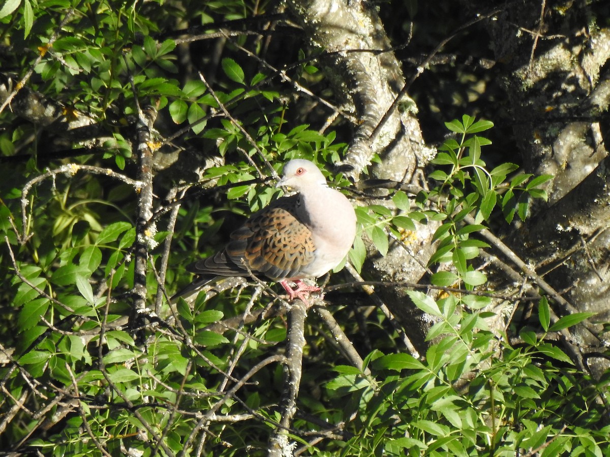 European Turtle-Dove - ML620817201