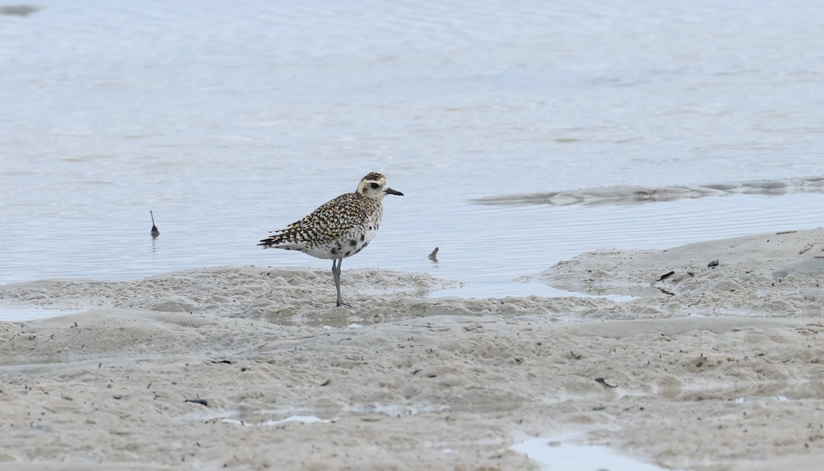 Pacific Golden-Plover - Luke sbeghen