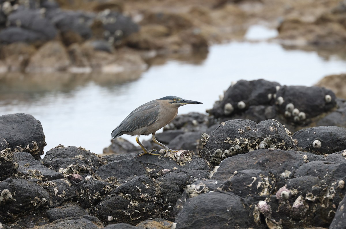 Striated Heron - ML620817203