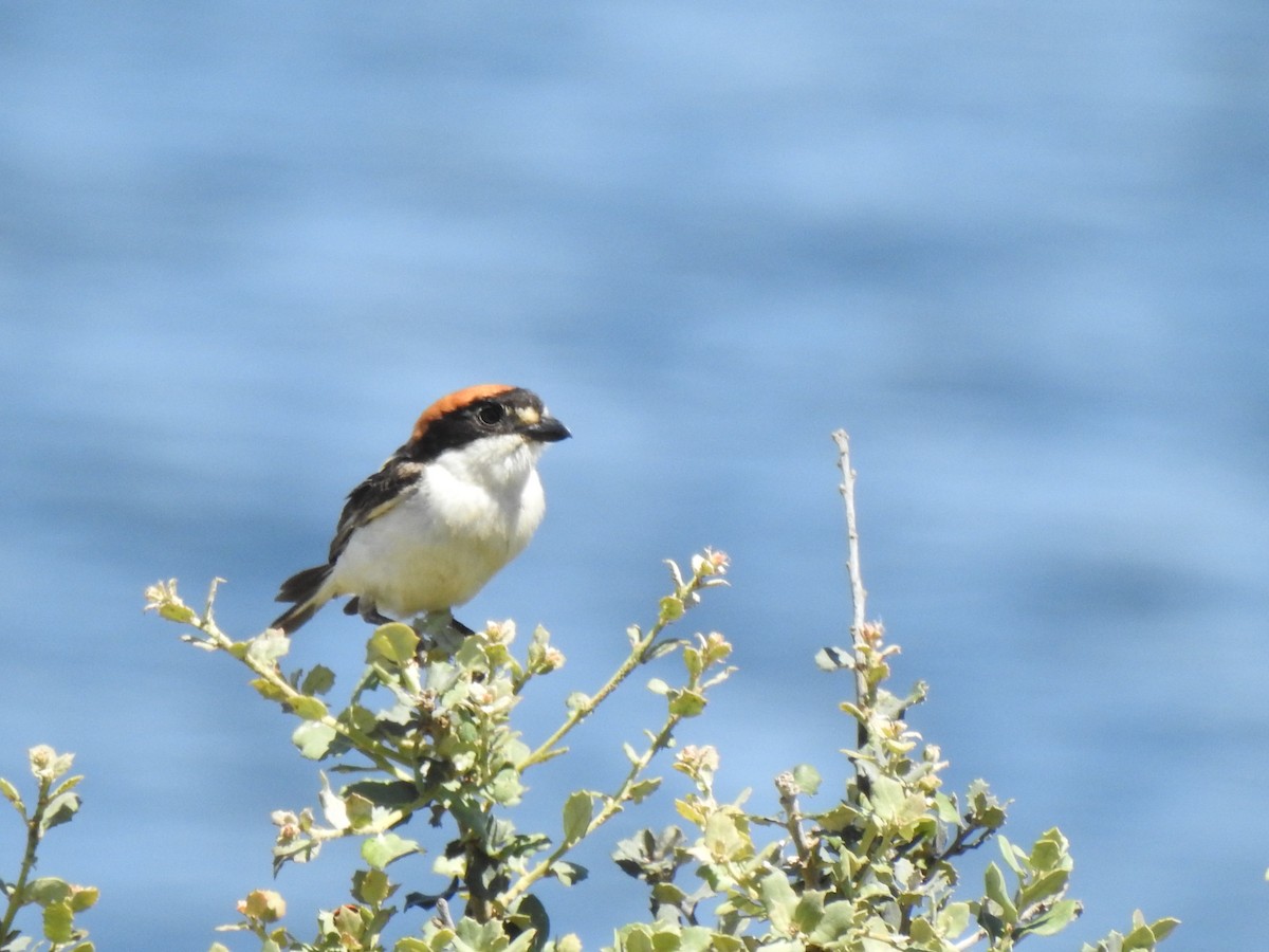 Woodchat Shrike - ML620817204