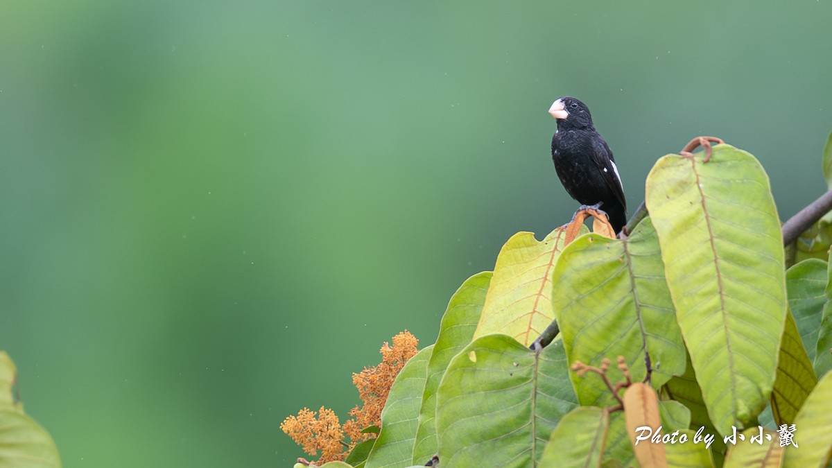 Large-billed Seed-Finch - ML620817205