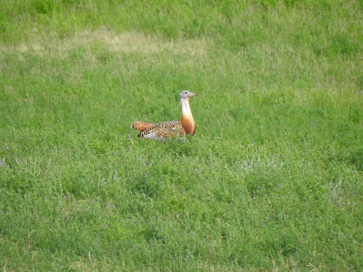 Great Bustard - Gary Losada