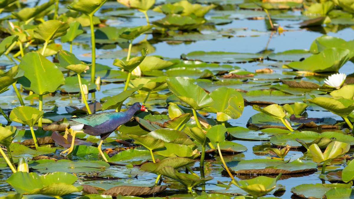 Purple Gallinule - ML620817208