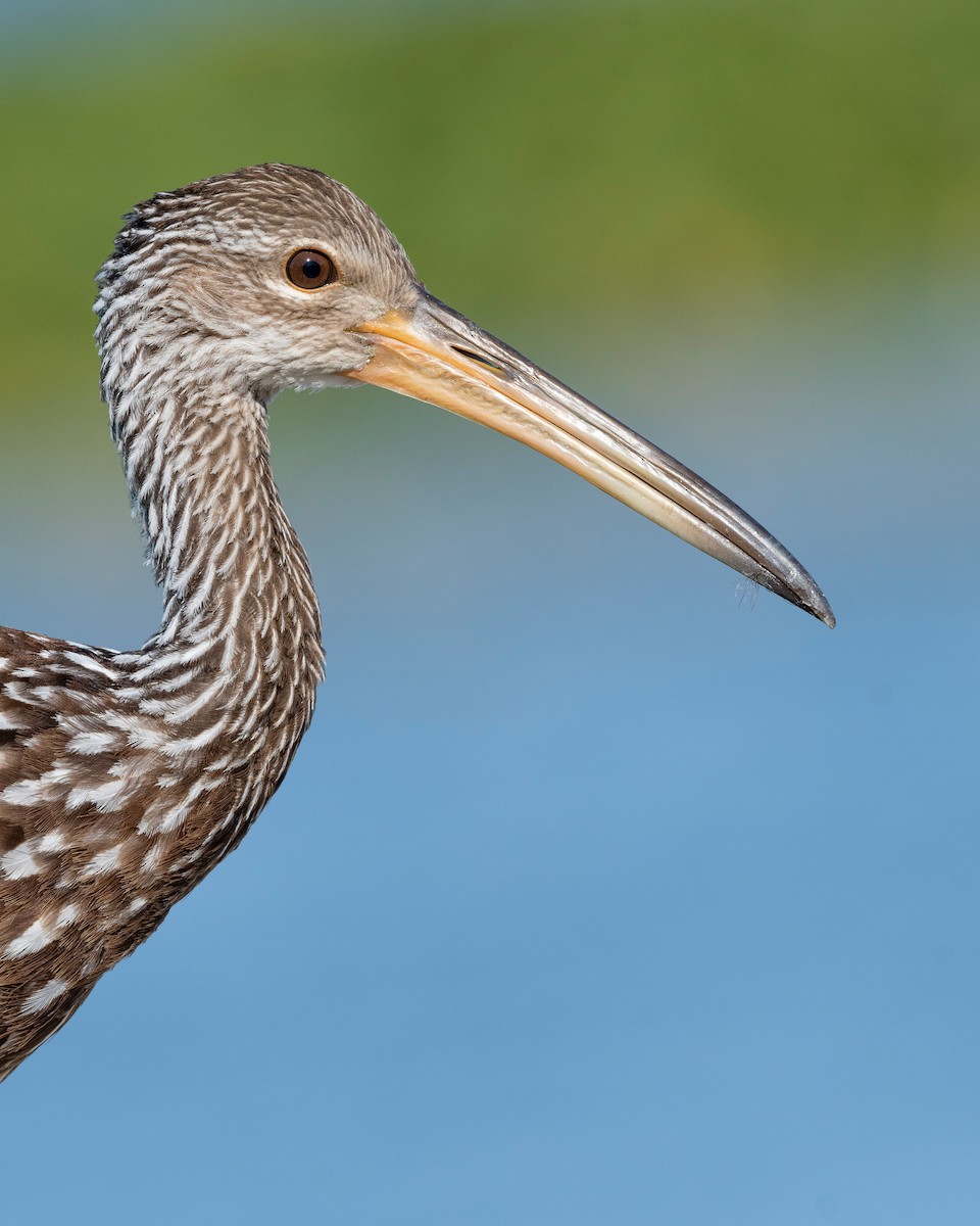 Limpkin - ML620817209