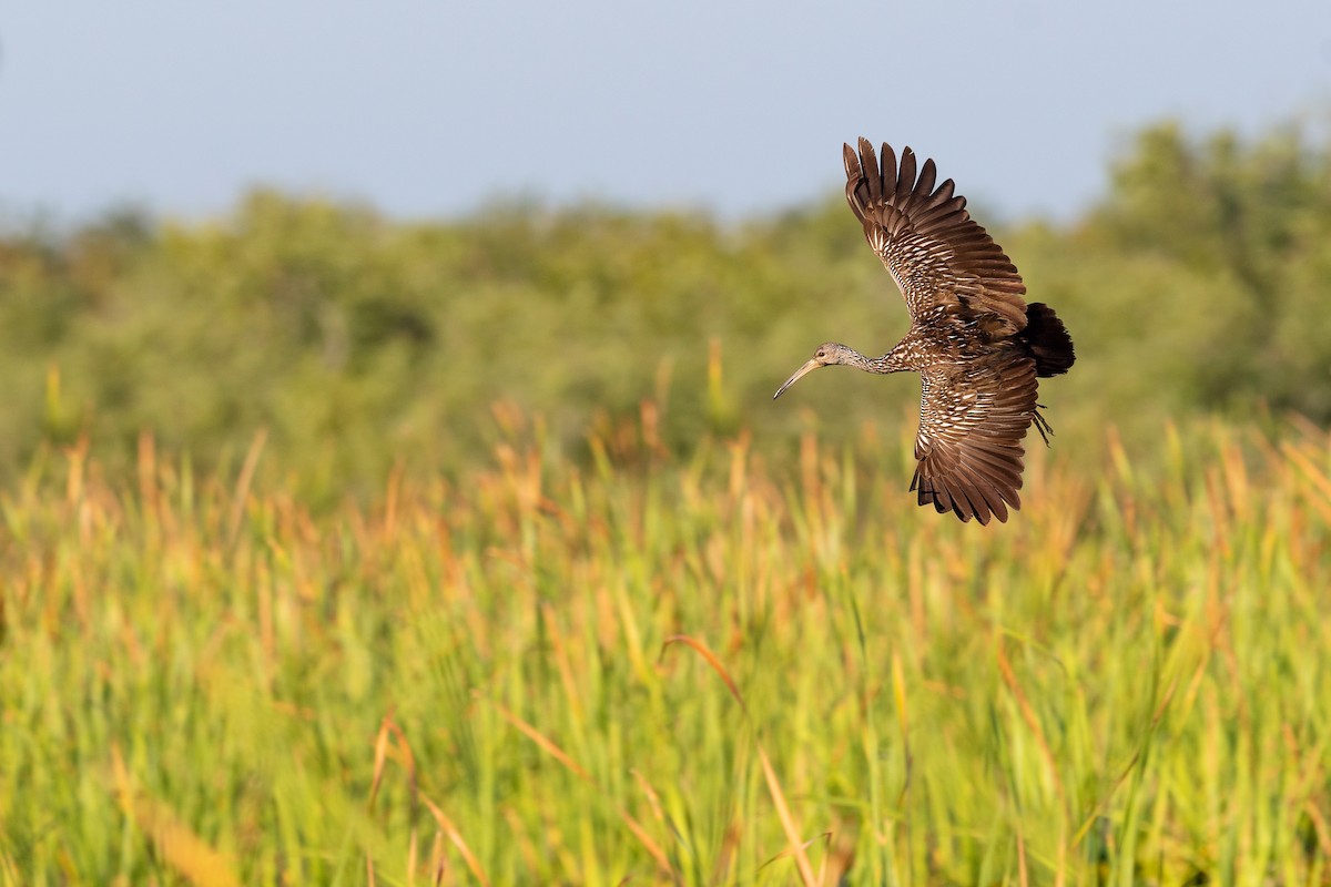 Limpkin - ML620817210