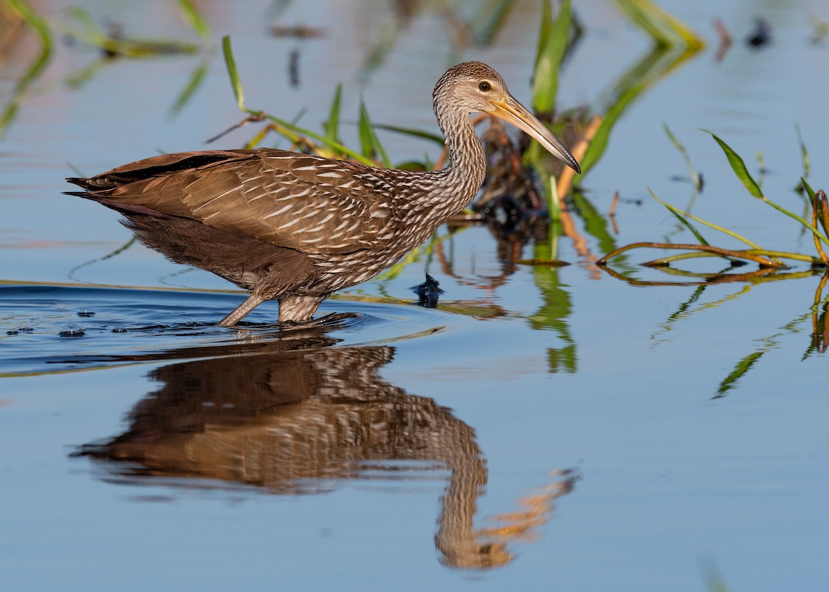 Limpkin - ML620817211