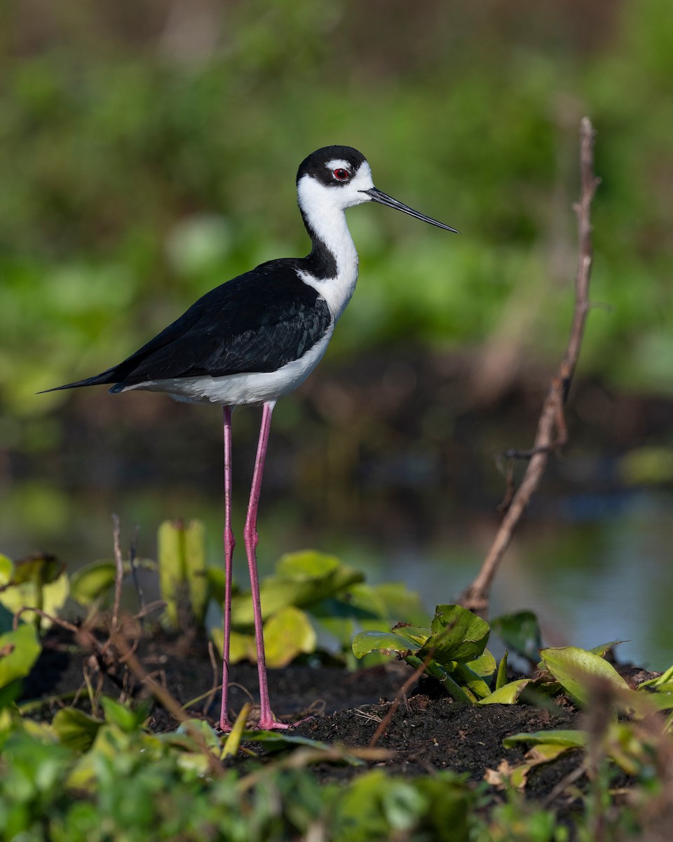 Cigüeñuela Cuellinegra - ML620817213