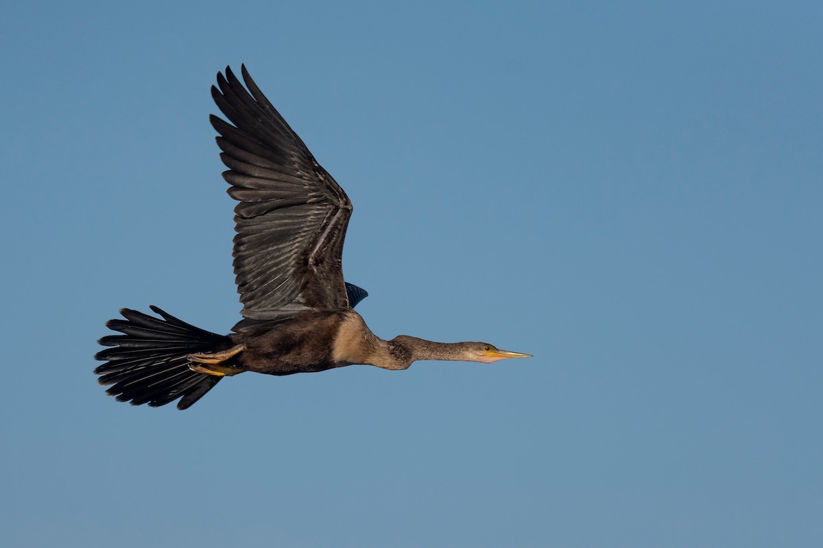 anhinga americká - ML620817214