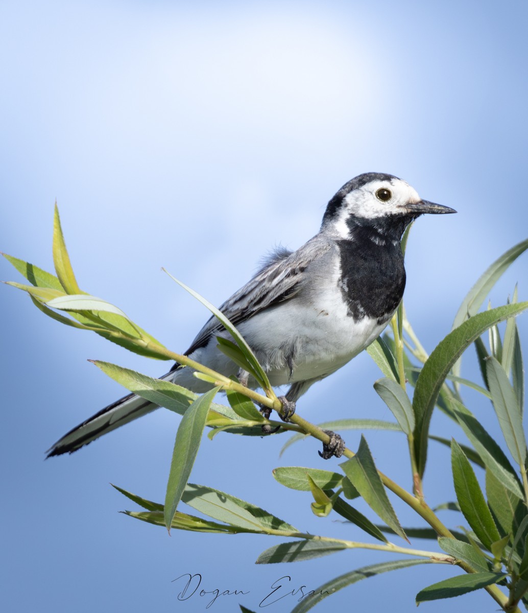 White Wagtail - ML620817215