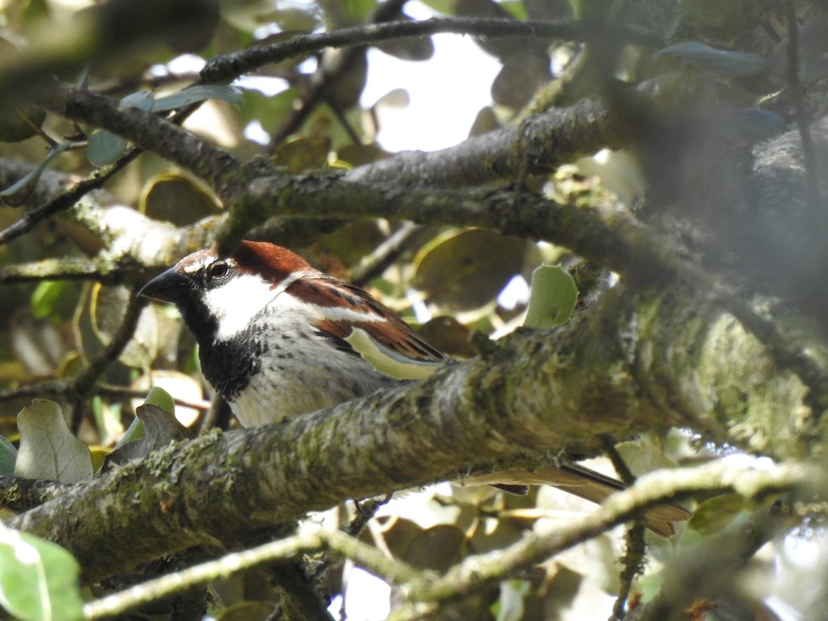 Spanish Sparrow - ML620817216