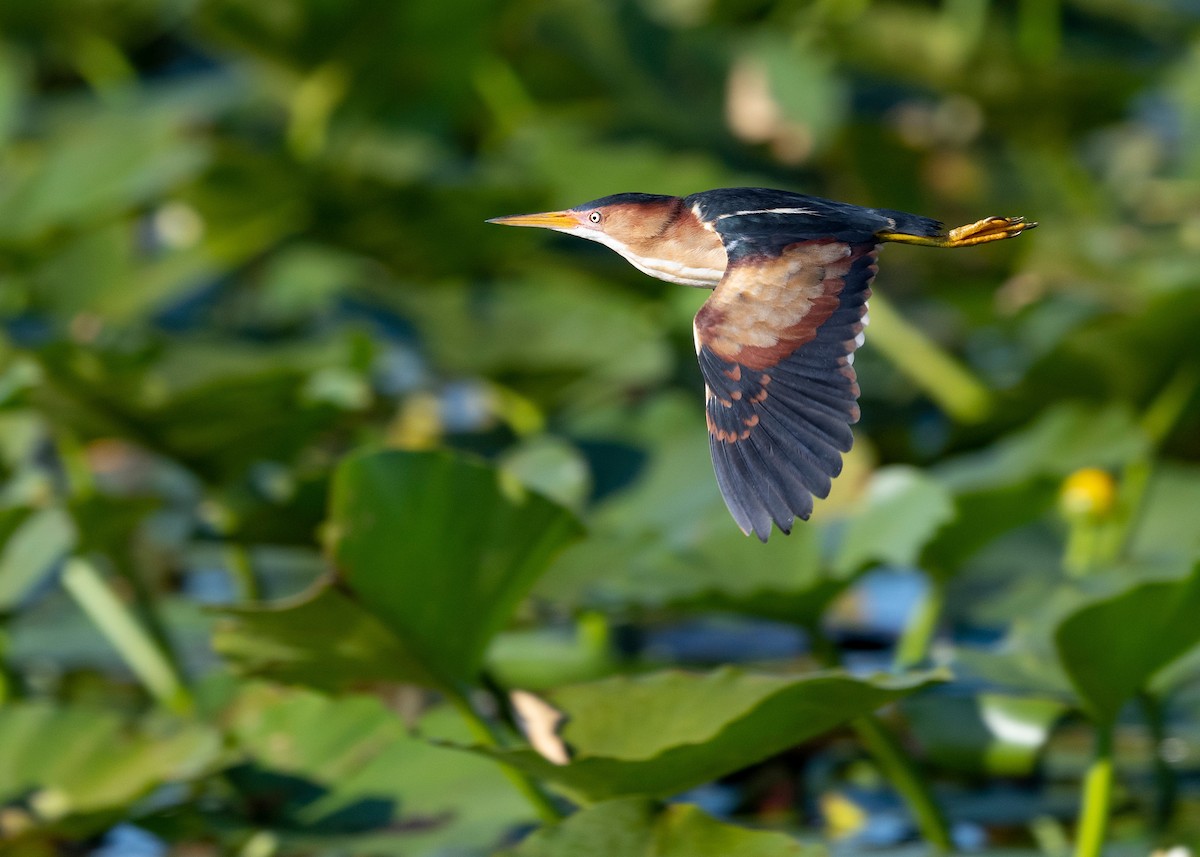 Least Bittern - Heyn de Kock