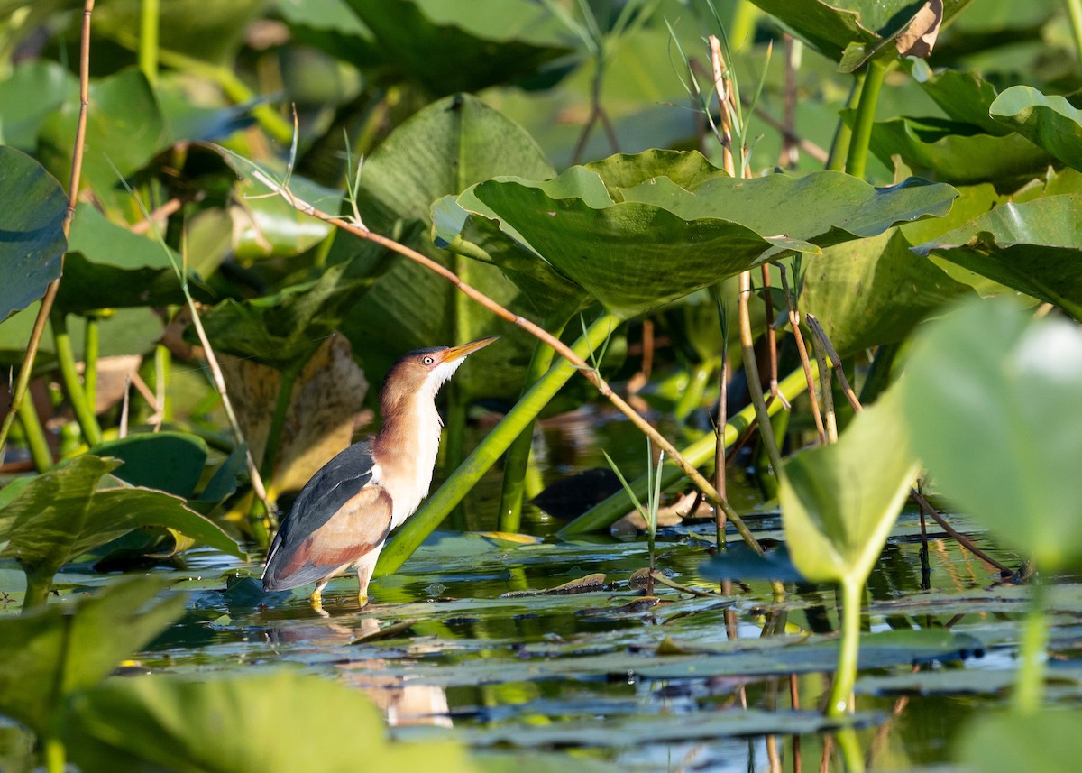 Least Bittern - ML620817218