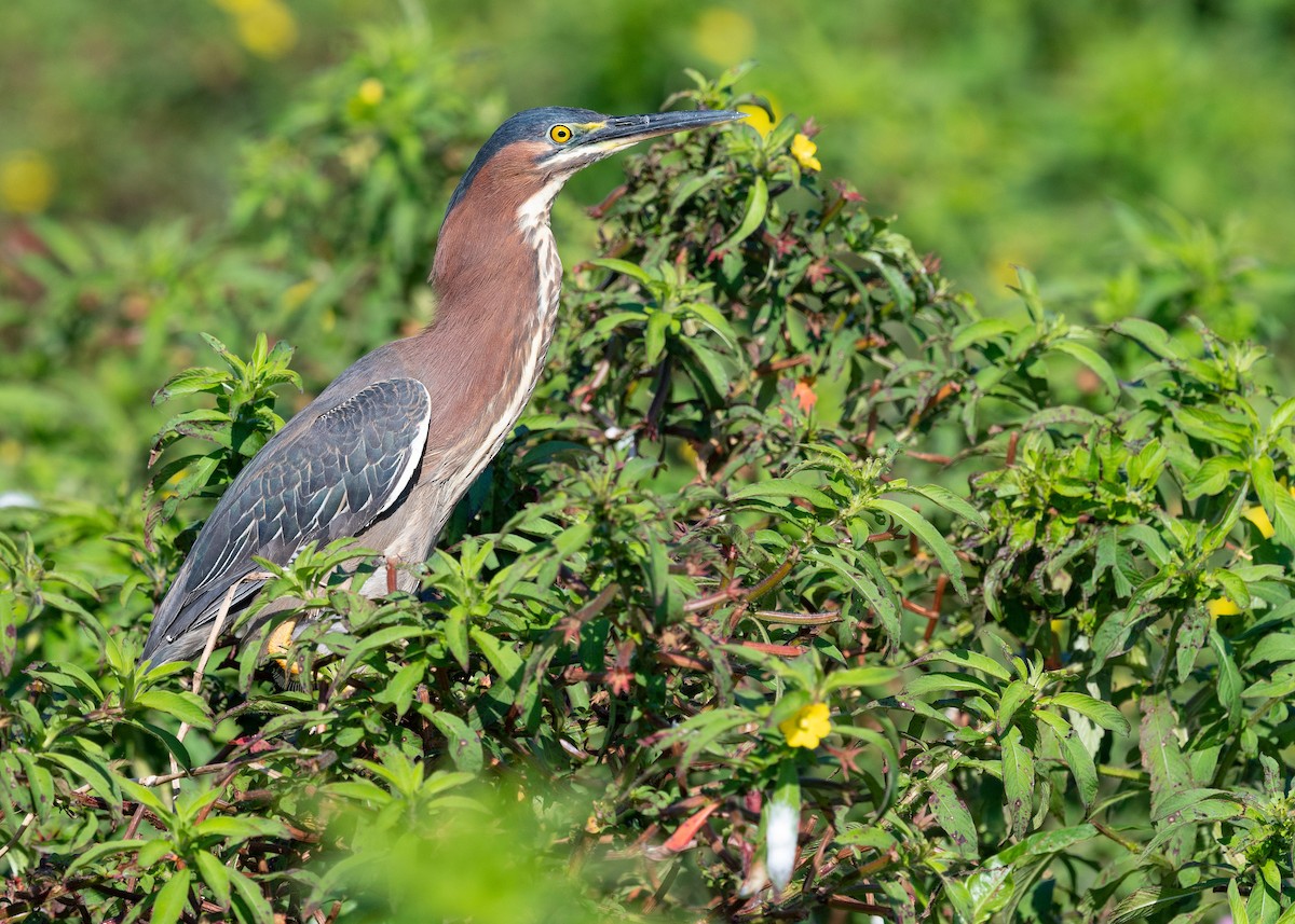 Green Heron - ML620817219