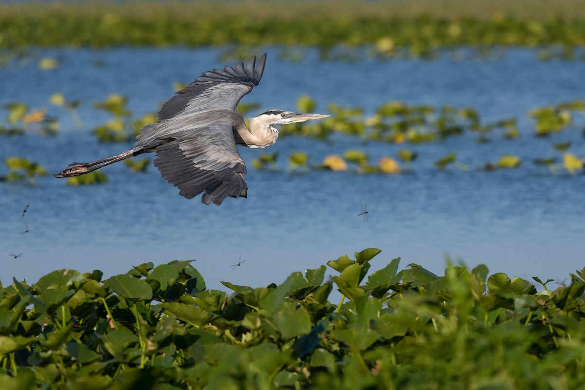 Great Blue Heron - ML620817220