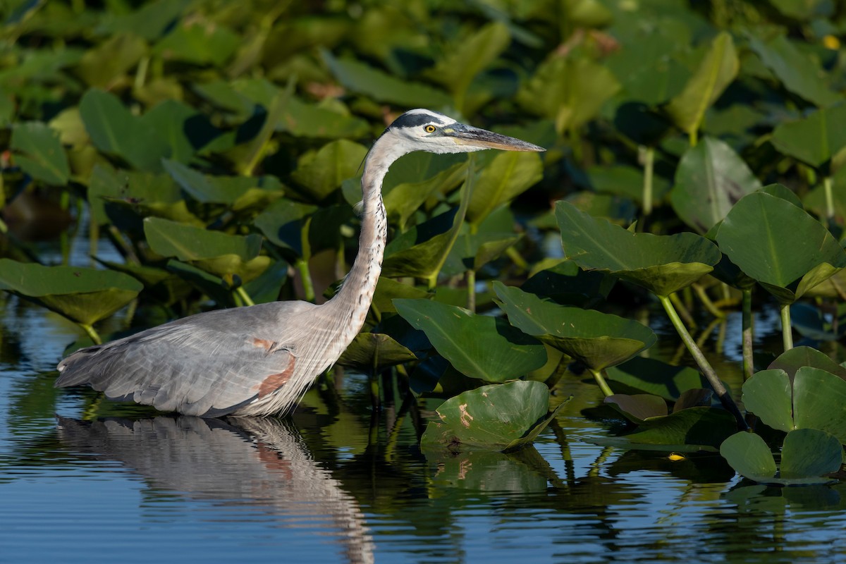 Great Blue Heron - ML620817221