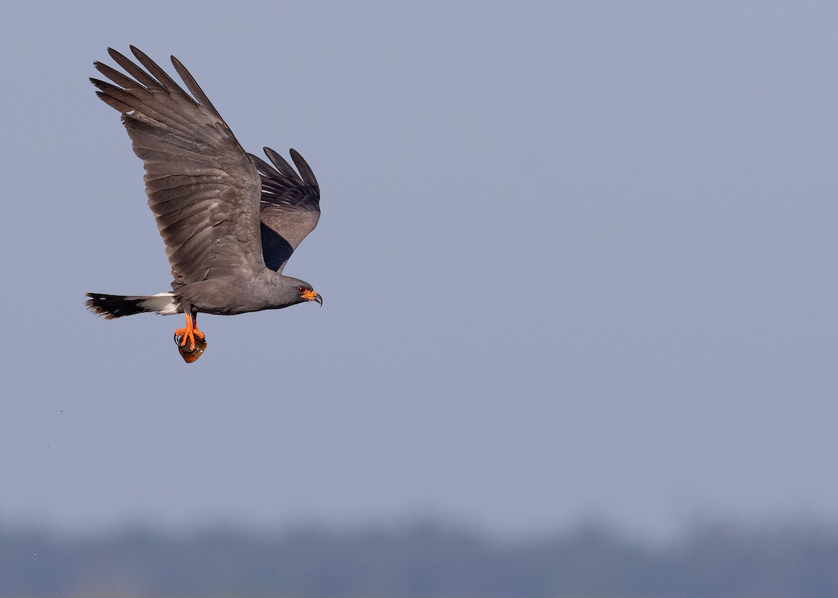 Schneckenbussard - ML620817222